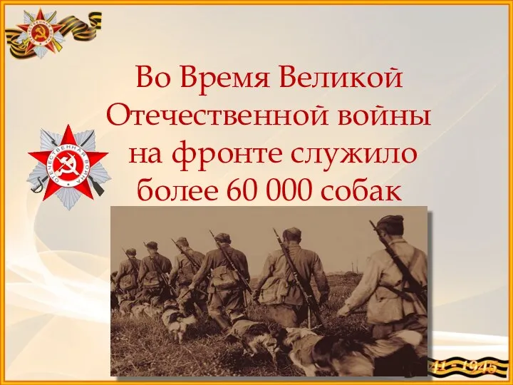 Во Время Великой Отечественной войны на фронте служило более 60 000 собак