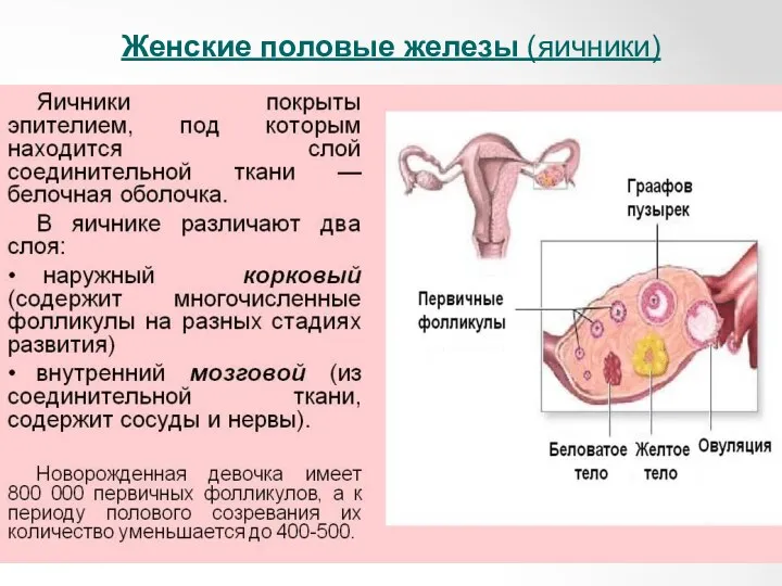 Женские половые железы (яичники)