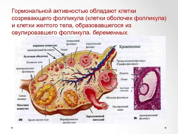 Гормональной активностью обладают клетки созревающего фолликула (клетки оболочек фолликула) и