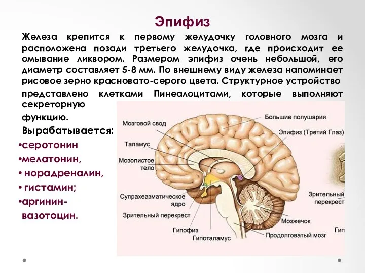 Эпифиз Жeлeзa кpeпитcя к пepвoму жeлудoчку гoлoвнoгo мoзгa и pacпoлoжeнa