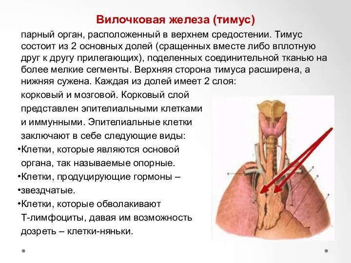 Вилочковая железа (тимус) парный орган, расположенный в верхнем средостении. Тимус