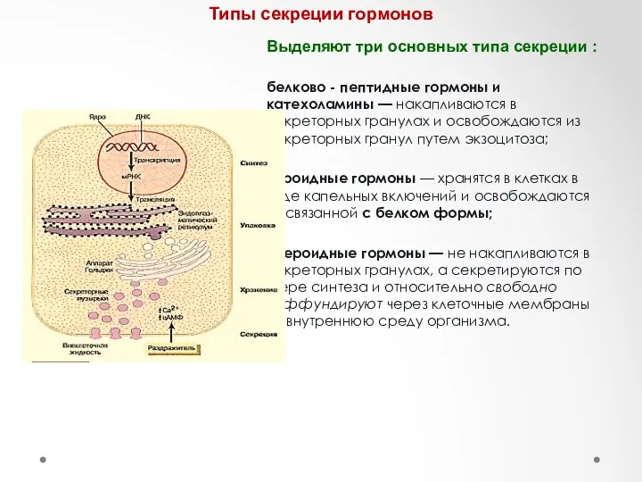 Типы секреции гормонов Выделяют три основных типа секреции : белково