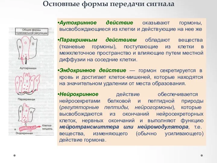 Основные формы передачи сигнала Аутокринное действие оказывают гормоны, высвобождающиеся из