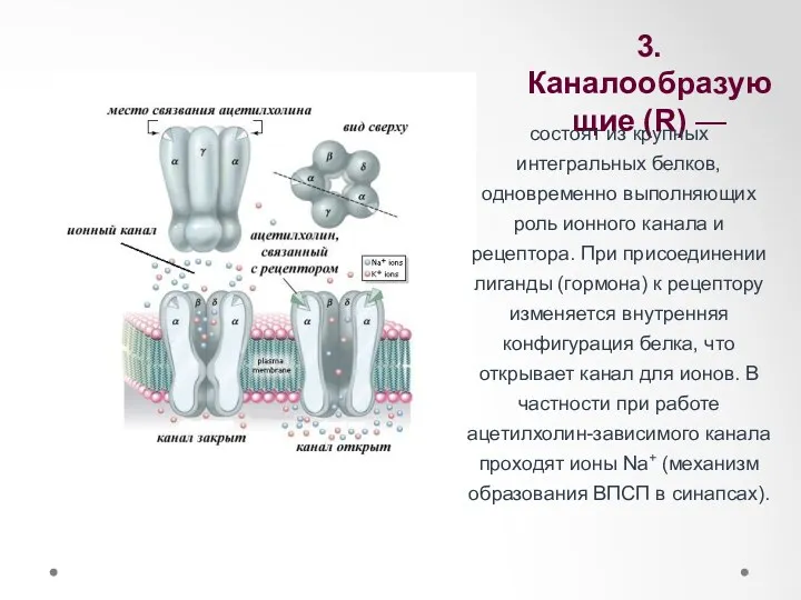 3.Каналообразующие (R) — состоят из крупных интегральных белков, одновременно выполняющих