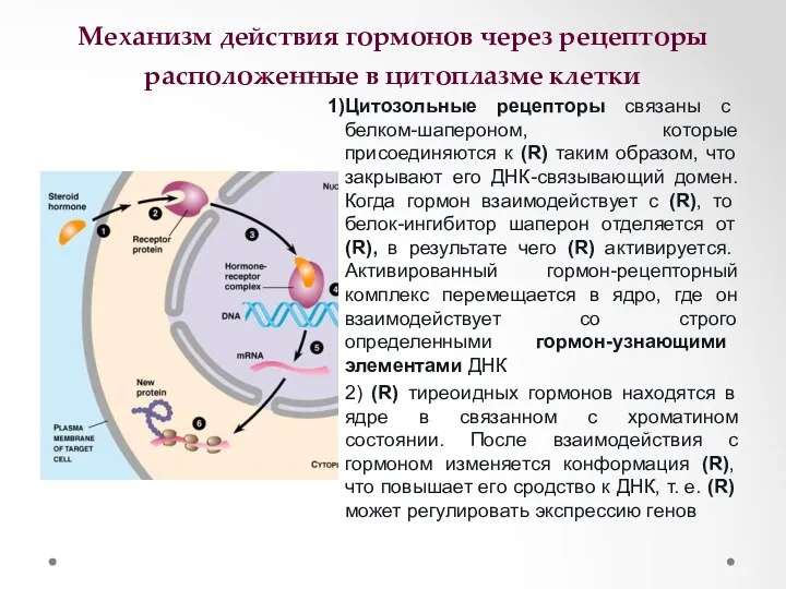 Механизм действия гормонов через рецепторы расположенные в цитоплазме клетки Цитозольные