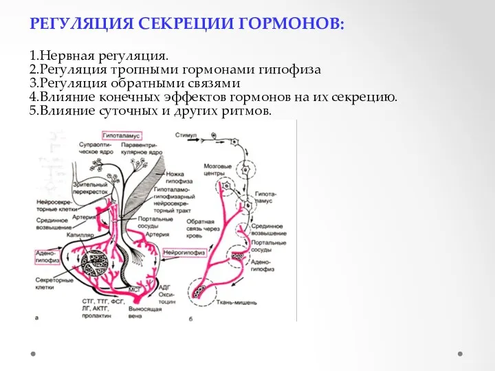 РЕГУЛЯЦИЯ СЕКРЕЦИИ ГОРМОНОВ: 1.Нервная регуляция. 2.Регуляция тропными гормонами гипофиза 3.Регуляция