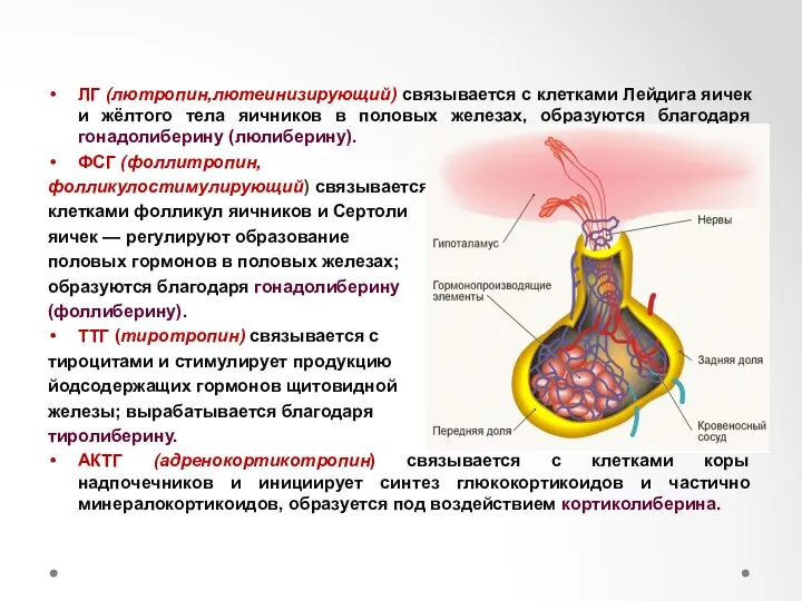 РЕГУЛЯЦИЯ ТРОПНЫМИ ГОРМОНАМИ ГИПОФИЗА ЛГ (лютропин,лютеинизирующий) связывается с клетками Лейдига