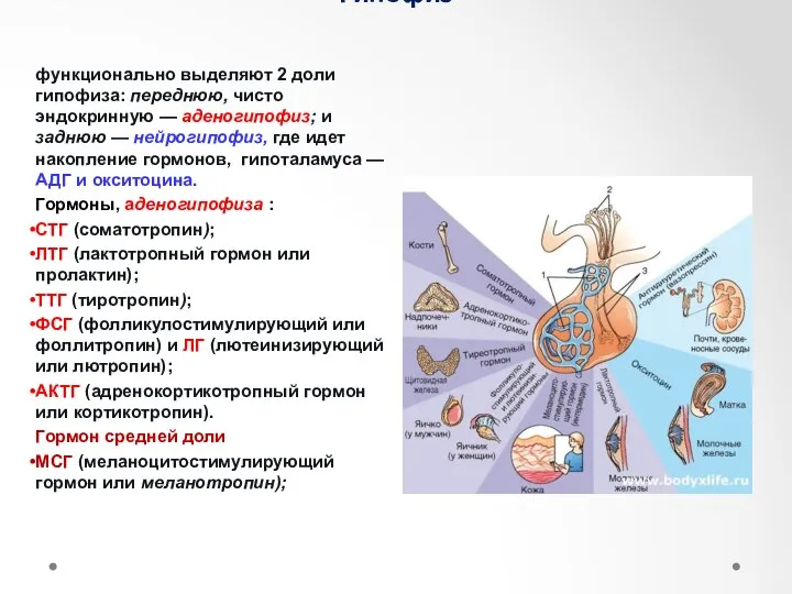 Гипофиз функционально выделяют 2 доли гипофиза: переднюю, чисто эндокринную —