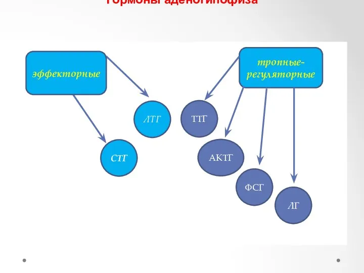 Гормоны аденогипофиза эффекторные тропные-регуляторные СТГ ЛТГ АКТГ ТТГ ФСГ ЛГ эффекторные