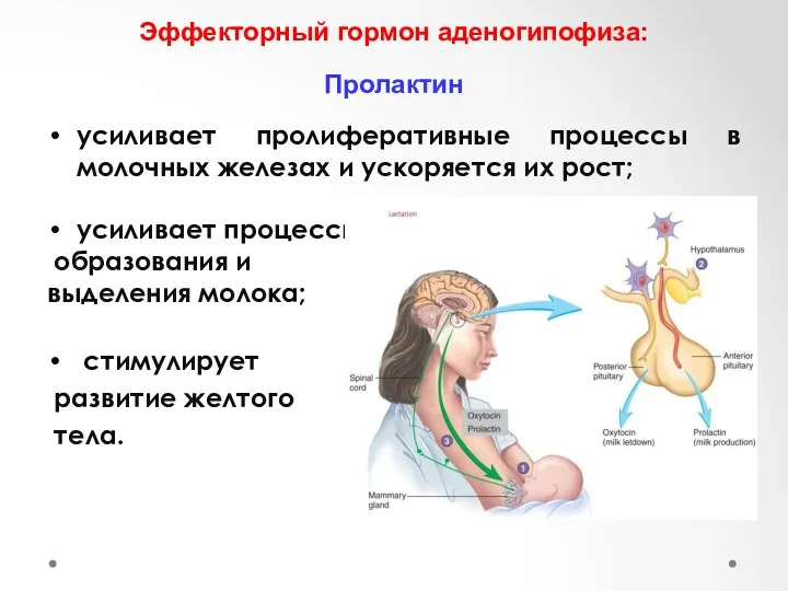 Эффекторный гормон аденогипофиза: Пролактин усиливает пролиферативные процессы в молочных железах