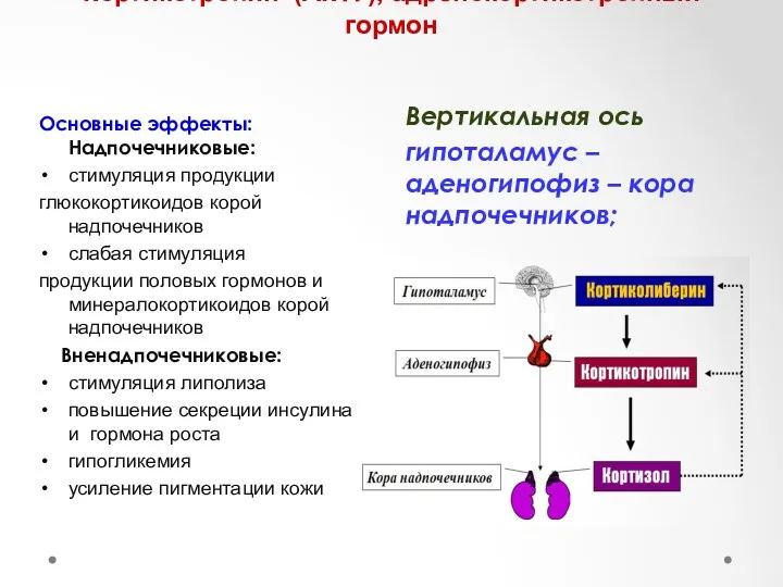 Кортикотропин (АКТГ), адренокортикотропный гормон Вертикальная ось гипоталамус – аденогипофиз –