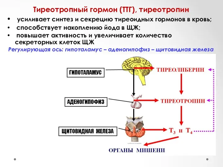 Тиреотропный гормон (ТТГ), тиреотропин усиливает синтез и секрецию тиреоидных гормонов