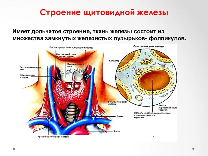 Строение щитовидной железы Имеет дольчатое строение, ткань железы состоит из множества замкнутых железистых пузырьков- фолликулов.