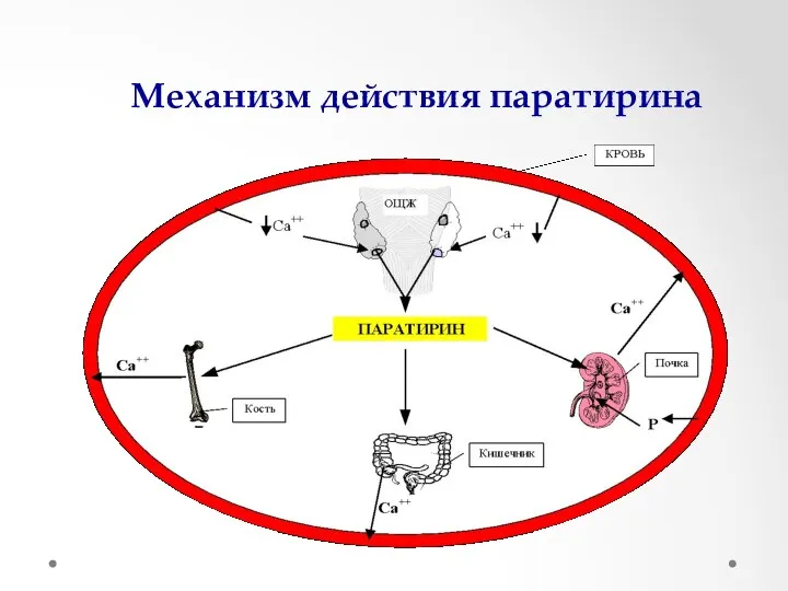 Механизм действия паратирина