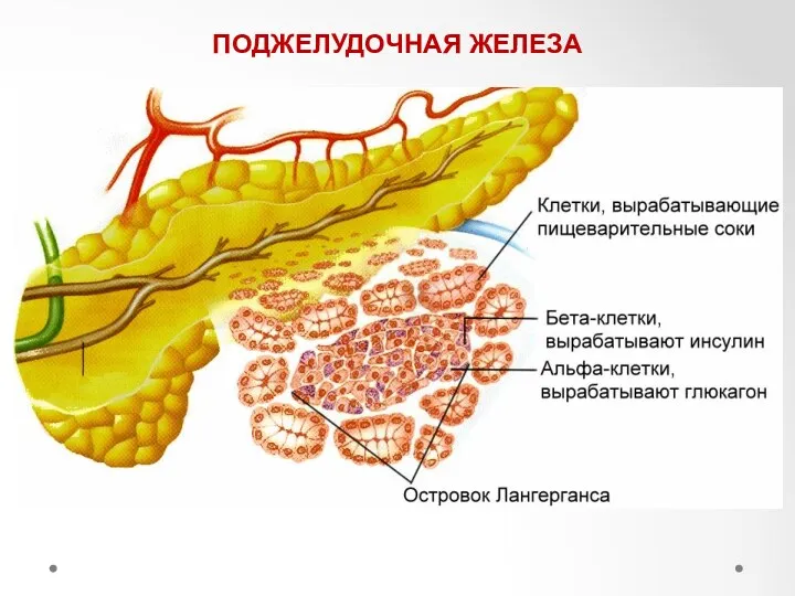 ПОДЖЕЛУДОЧНАЯ ЖЕЛЕЗА