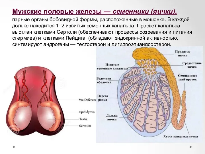 Мужские половые железы — семенники (яички). парные органы бобовидной формы,