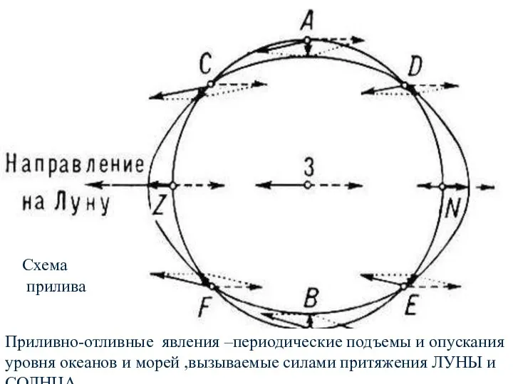 Схема прилива Приливно-отливные явления –периодические подъемы и опускания уровня океанов