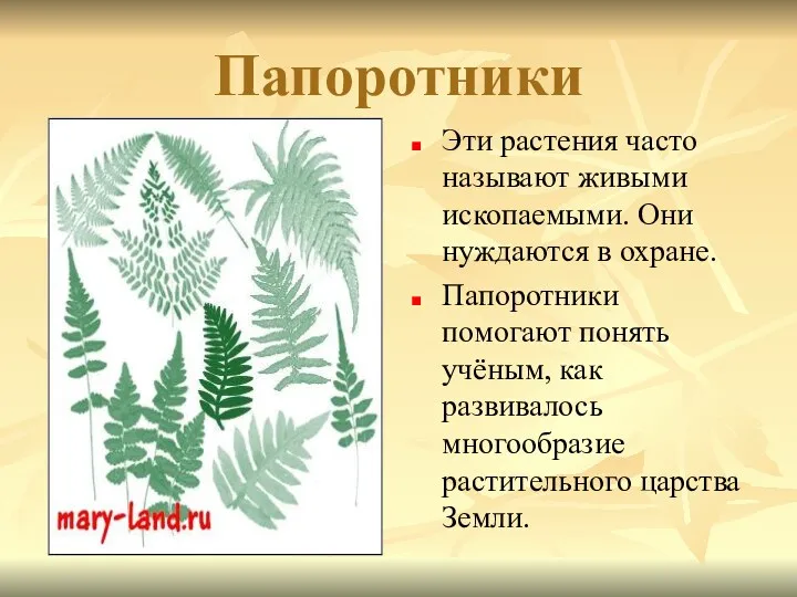 Папоротники Эти растения часто называют живыми ископаемыми. Они нуждаются в