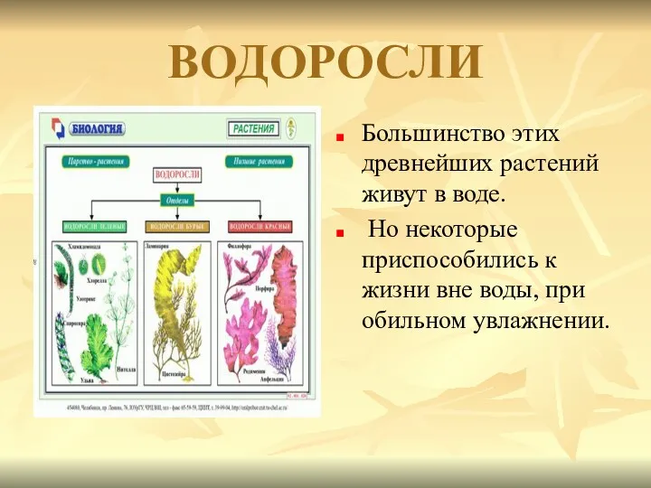 ВОДОРОСЛИ Большинство этих древнейших растений живут в воде. Но некоторые