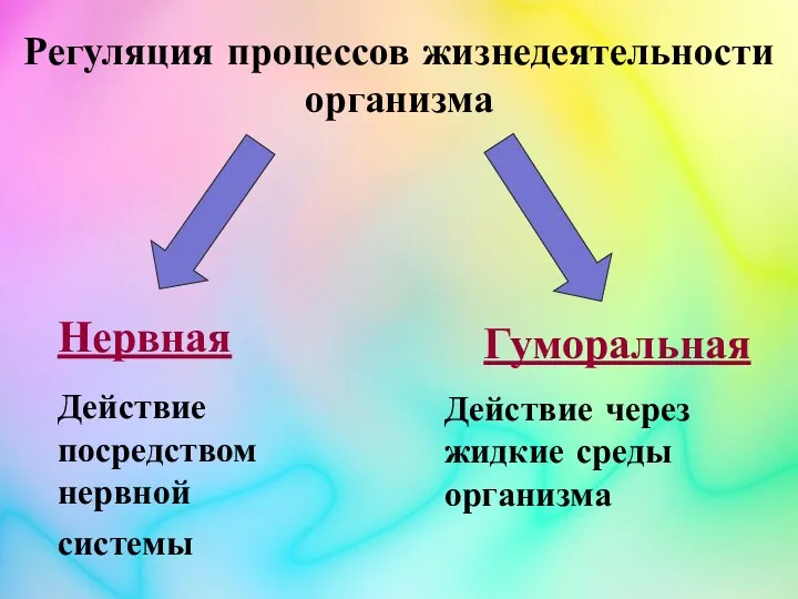 Регуляция процессов жизнедеятельности организма Нервная Действие посредством нервной системы Гуморальная Действие через жидкие среды организма