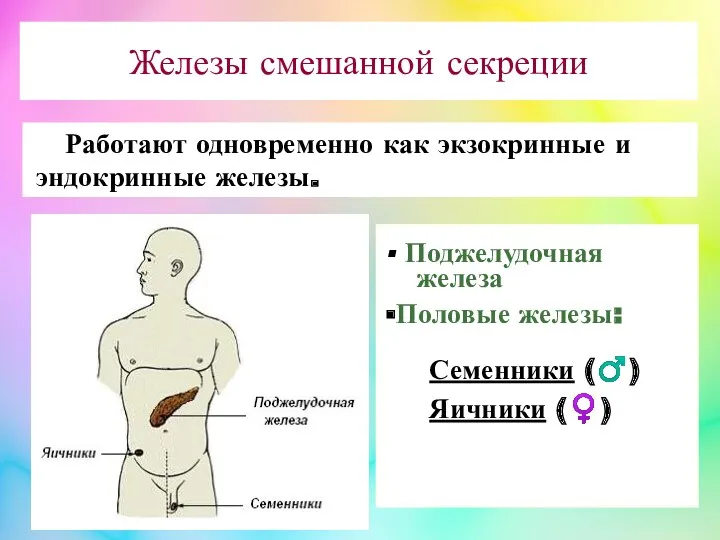 Железы смешанной секреции Работают одновременно как экзокринные и эндокринные железы.