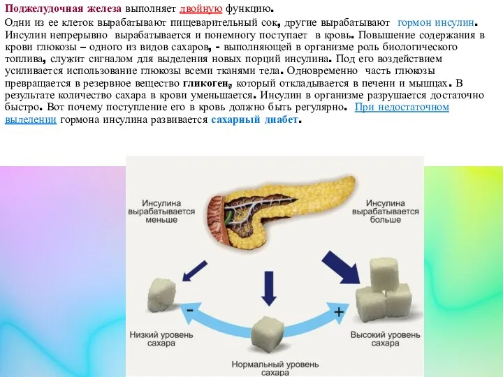 Поджелудочная железа выполняет двойную функцию. Одни из ее клеток вырабатывают