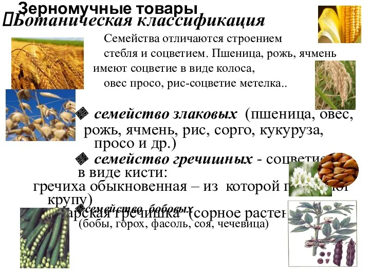 Зерномучные товары Ботаническая классификация семейство злаковых (пшеница, овес, рожь, ячмень, рис, сорго, кукуруза,