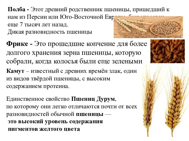 Полба - Этот древний родственник пшеницы, пришедший к нам из Персии или Юго-Восточной