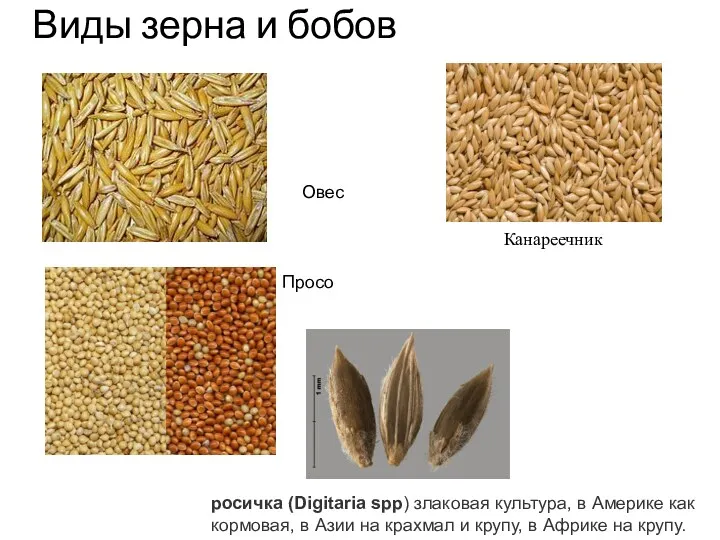 Виды зерна и бобов Канареечник росичка (Digitaria spp) злаковая культура,