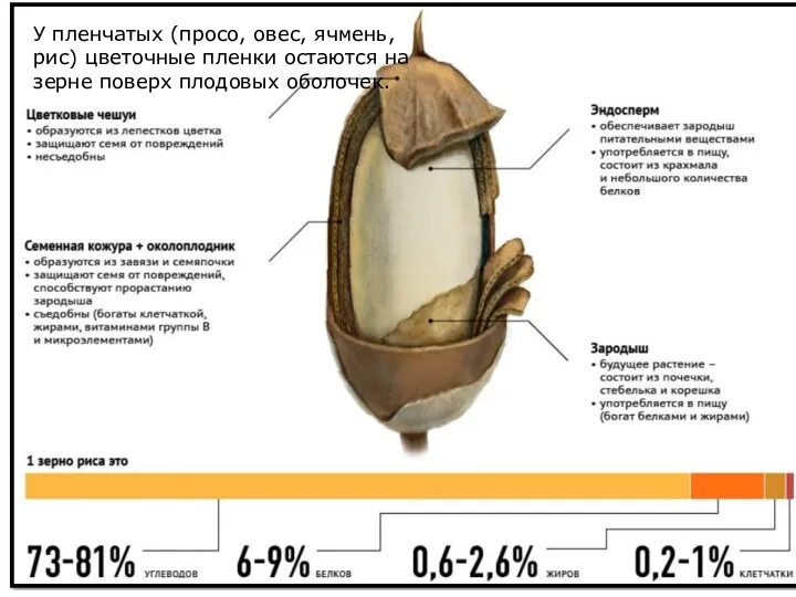 У пленчатых (просо, овес, ячмень, рис) цветочные пленки остаются на зерне поверх плодовых оболочек.