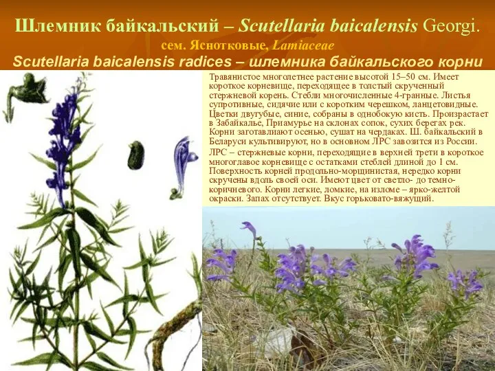 Шлемник байкальский – Scutellaria baicalensis Georgi. сем. Яснотковые, Lamiaceae Scutellaria