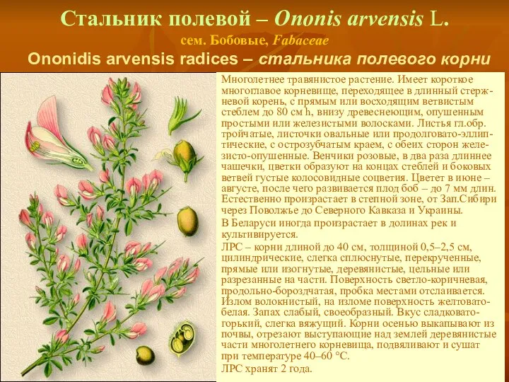 Стальник полевой – Ononis arvensis L. сем. Бобовые, Fabaceae Ononidis