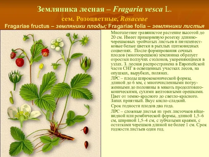 Земляника лесная – Fragaria vesca L. сем. Розоцветные, Rosaceae Fragariae