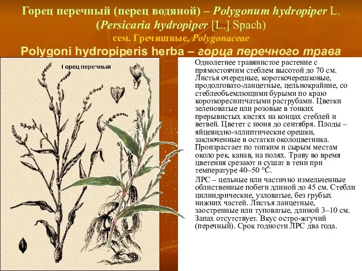 Горец перечный (перец водяной) – Polygonum hydropiper L. (Persicaria hydropiper