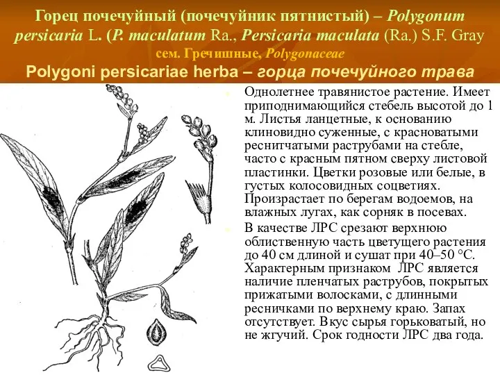 Горец почечуйный (почечуйник пятнистый) – Polygonum persicaria L. (P. maculatum