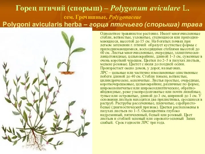 Горец птичий (спорыш) – Polygonum aviculare L. сем. Гречишные, Polygonaceae