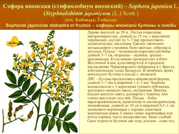 Софора японская (стифнолобиум японский) – Sophora japonica L. (Styphnolobium japonicum