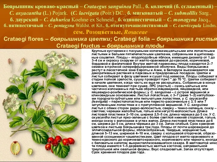 Боярышник кроваво-красный – Crataegus sanguinea Pall., б. колючий (б. сглаженный)