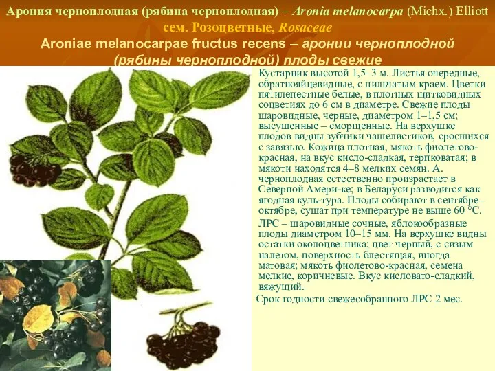 Арония черноплодная (рябина черноплодная) – Aronia melanocarpa (Michx.) Elliott сем.