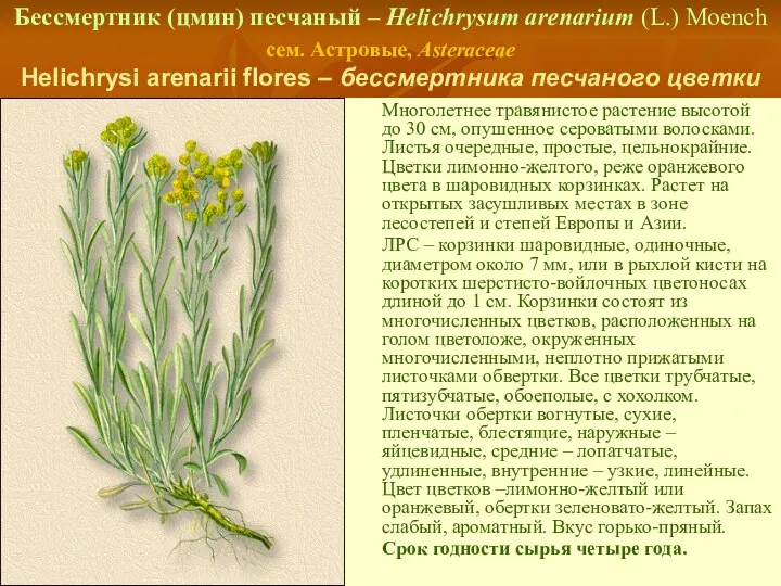 Бессмертник (цмин) песчаный – Helichrysum arenarium (L.) Moench сем. Астровые,