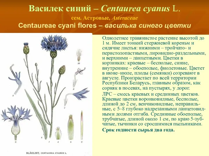 Василек синий – Centaurea cyanus L. сем. Астровые, Asteraceae Centaureae