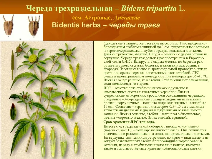 Череда трехраздельная – Bidens tripartita L. сем. Астровые, Asteraceae Bidentis