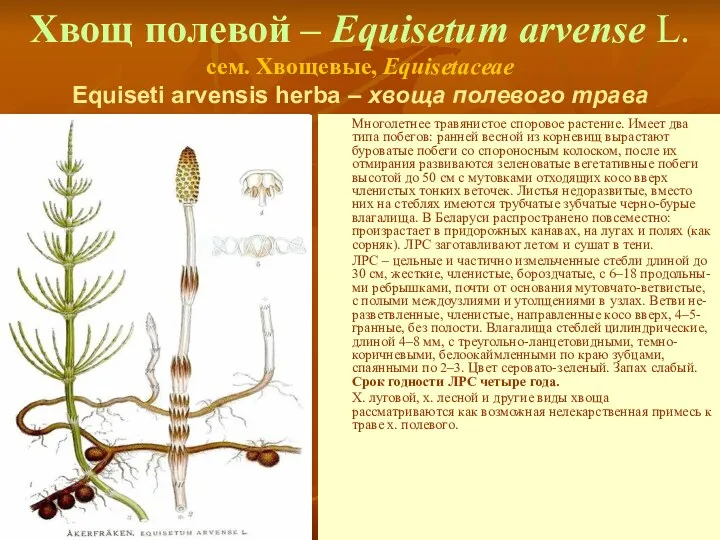 Хвощ полевой – Equisetum arvense L. сем. Хвощевые, Equisetaceae Equiseti