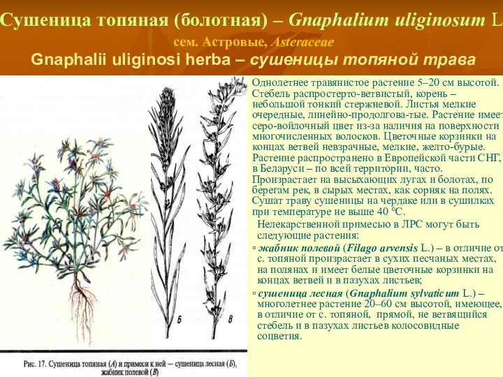Сушеница топяная (болотная) – Gnaphalium uliginosum L. сем. Астровые, Asteraceae