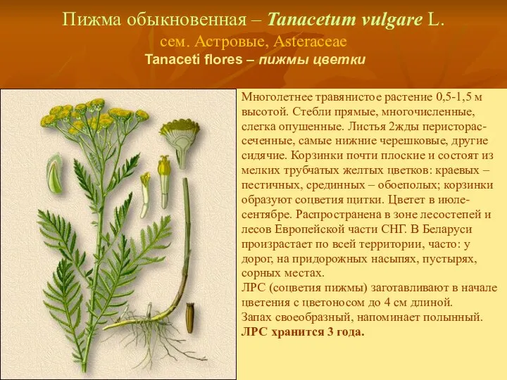 Пижма обыкновенная – Tanacetum vulgare L. сем. Астровые, Asteraceae Tanaceti