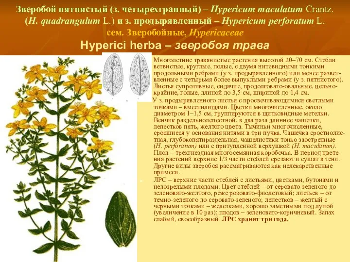 Зверобой пятнистый (з. четырехгранный) – Hypericum maculatum Crantz. (H. quadrangulum