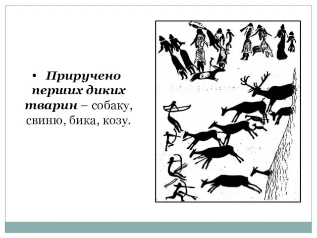 Приручено перших диких тварин – собаку, свиню, бика, козу.