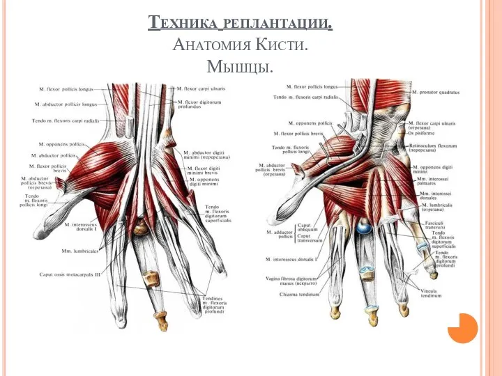 Техника реплантации. Анатомия Кисти. Мышцы.