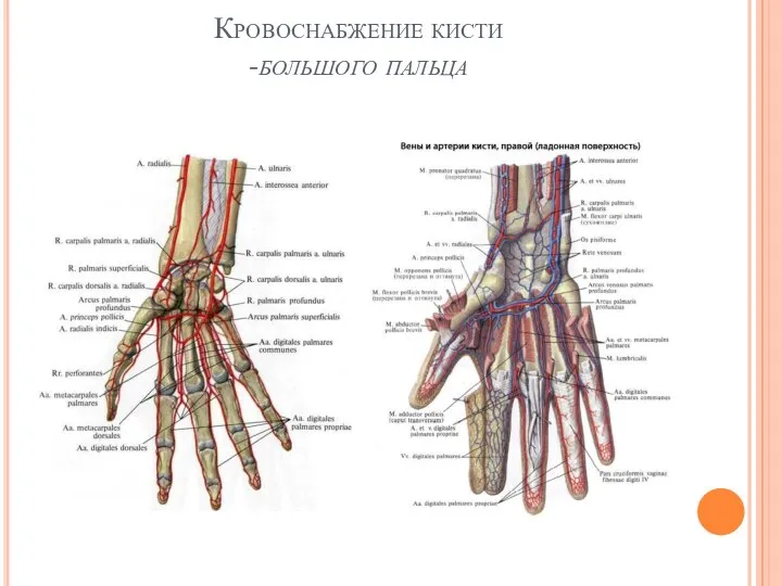 Кровоснабжение кисти -большого пальца