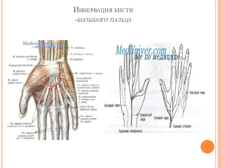 Иннервация кисти -большого пальца